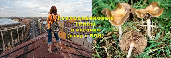 ГАЛЛЮЦИНОГЕННЫЕ ГРИБЫ Аркадак